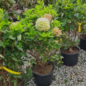 Hydrangea paniculata 'Jane'PBR 30-40 cm